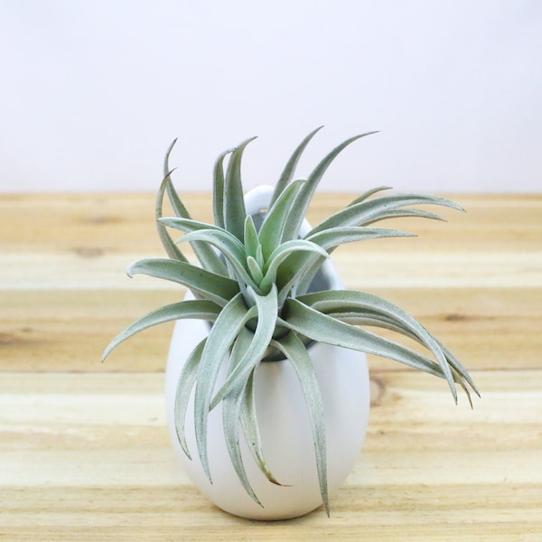 Air Plant Containers Etsy