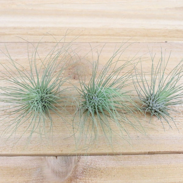 3 Pack of Argentea Thin Air Plants - 30 Day Guarantee - Air Plants for Sale - FAST SHIPPING