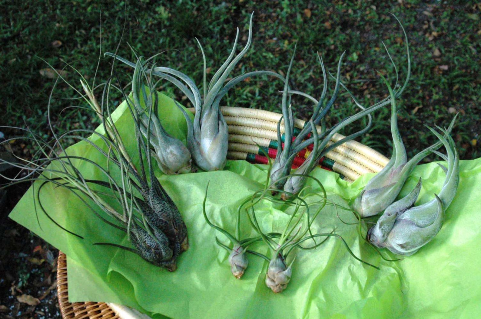 Our Exotic Collection of 10 Air Plants 30 Day Air Plant Etsy