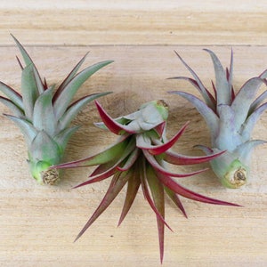 May include: Three air plants with green and red leaves are displayed on a light wood surface. The plants have a unique shape and texture, with the leaves radiating outwards from a central point. The air plants are a popular choice for home decor.