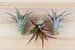 3 Pack Red Abdita Air Plants - 30 Day Air Plant Guarantee - Air Plants for Sale - FAST SHIPPING 