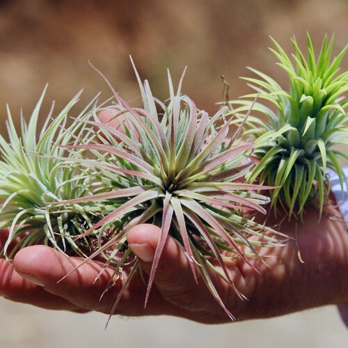 Assortment of Air Plants Etsy