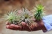 3 Pack of Large Ionantha Rubra Air Plants - 30 Day Air Plant Guarantee - Spectacular Blooms - Air Plants for Sale - FAST SHIPPING 