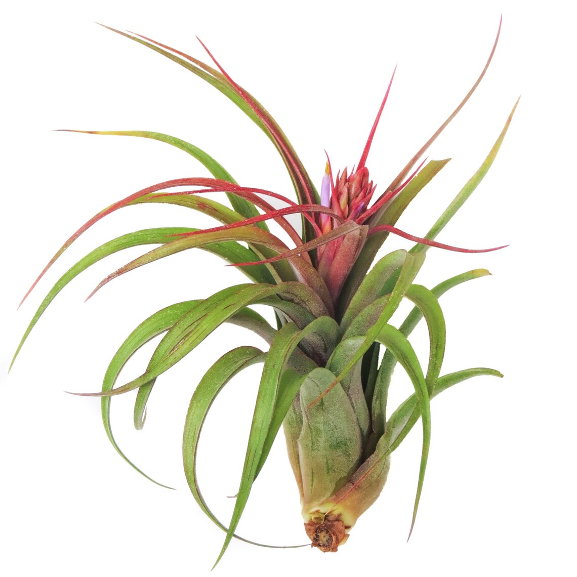 Large Air Plants Streptophylla Air Plants 30 Day Air Plant Etsy