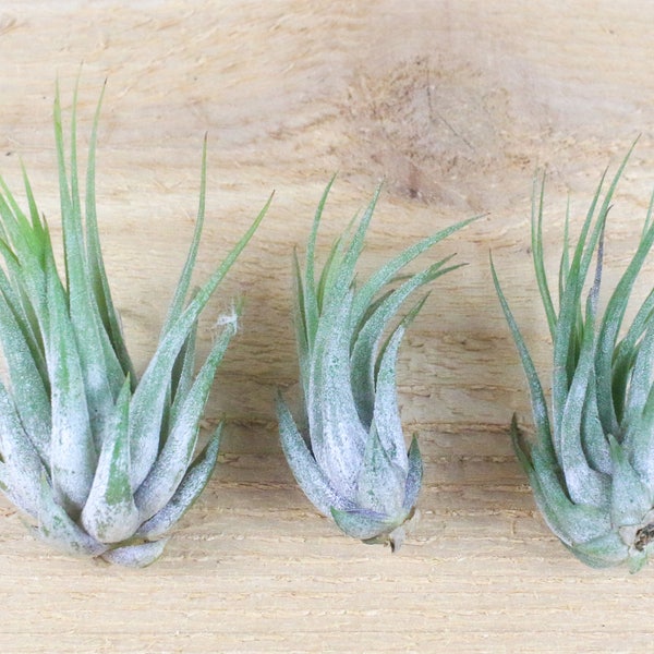 3 Pack of Ionantha Scaposa Air Plants - 30 Day Air Plant Guarantee - Spectacular Blooms - Air Plants for Sale - FAST SHIPPING