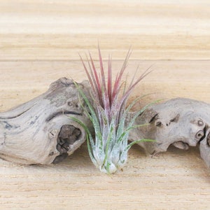 3 Pack of Ionantha Guatemala Air Plants 30 Day Air Plant Guarantee Spectacular Blooms Air Plants for Sale FAST SHIPPING image 3