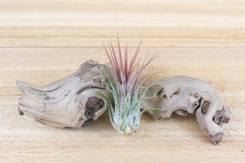 3 Pack of Ionantha Guatemala Air Plants 30 Day Air Plant Guarantee Spectacular Blooms Air Plants for Sale FAST SHIPPING image 3