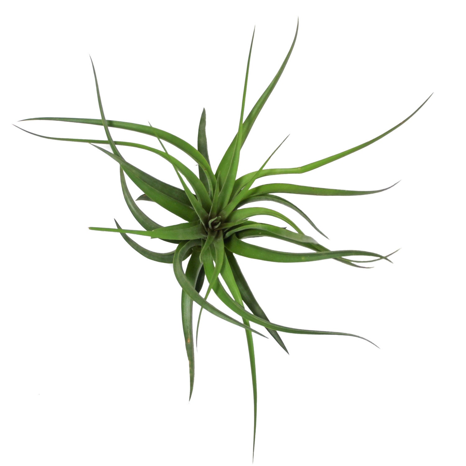 Large Air Plants Sparkler Air Plants 30 Day Air Plant Etsy