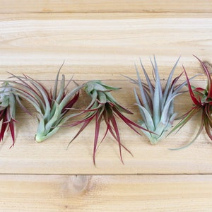 Tillandsia Red Abdita Air Plants 30 Day Air Plant Guarantee Air Plants for Sale FAST SHIPPING image 4
