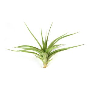 Tillandsia Aeranthos Air Plant Carnation of the Air 30 Day Air Plant Guarantee Exotic and rare air plant Fast Shipping image 2