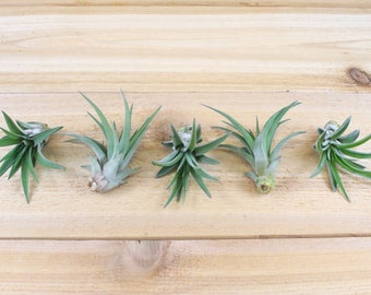 5 Pack of Velutina Air Plants - 30 Day Air Plant Guarantee - Exotic and Rare air plant - Air Plants for Sale - FAST SHIPPING