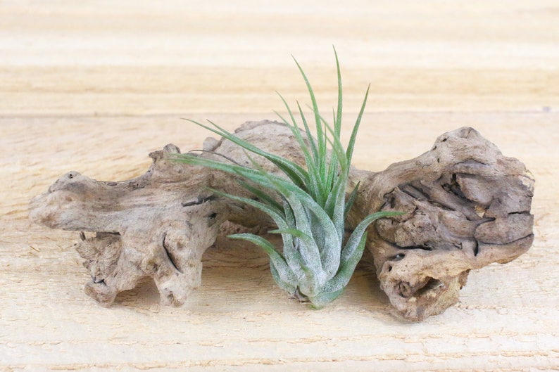 30 Day Air Plant Guarantee 3 Pack of Ionantha Scaposa Air Plants FAST SHIPPING Air Plants for Sale Spectacular Blooms