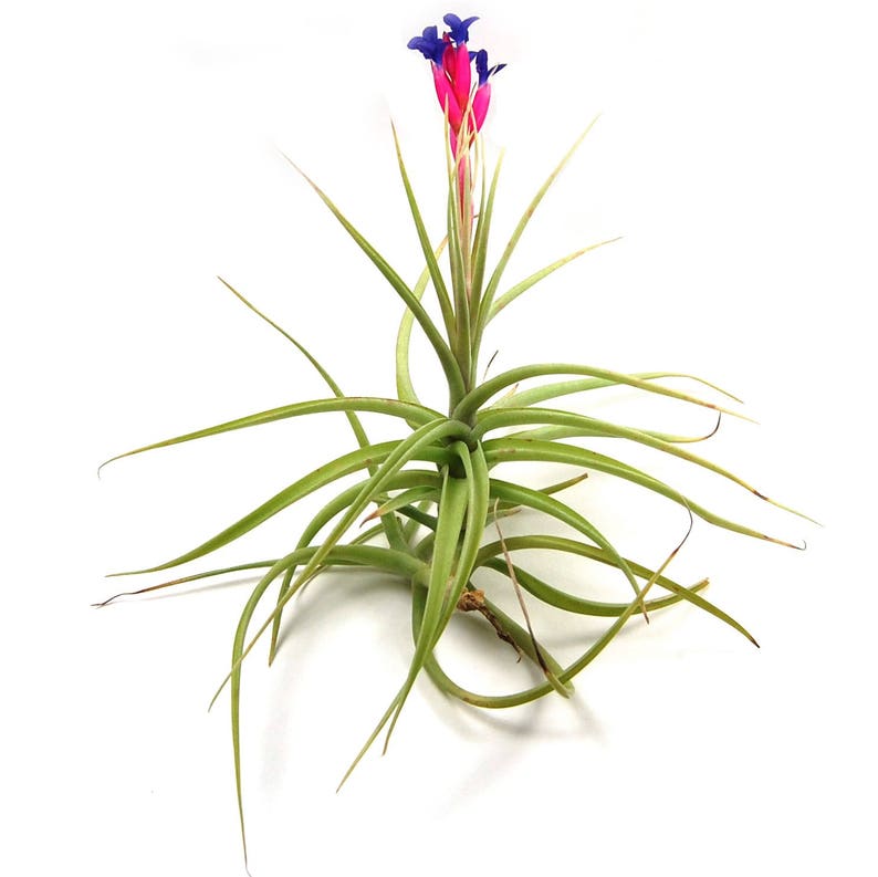 Tillandsia Aeranthos Air Plant Carnation of the Air 30 Day Air Plant Guarantee Exotic and rare air plant Fast Shipping zdjęcie 1