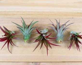 5 Pack Red Abdita Air Plants - 30 Day Air Plant Guarantee - Air Plants for Sale - FAST SHIPPING