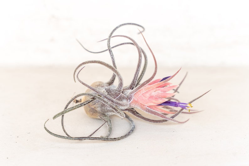 AirPlantShopCom Tillandsia Pruinosa Air Plants