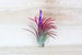 Ionantha Fuego Air Plants - 30 Day Air Plant Guarantee - Spectacular Blooms - Air Plants for Sale - FAST SHIPPING 