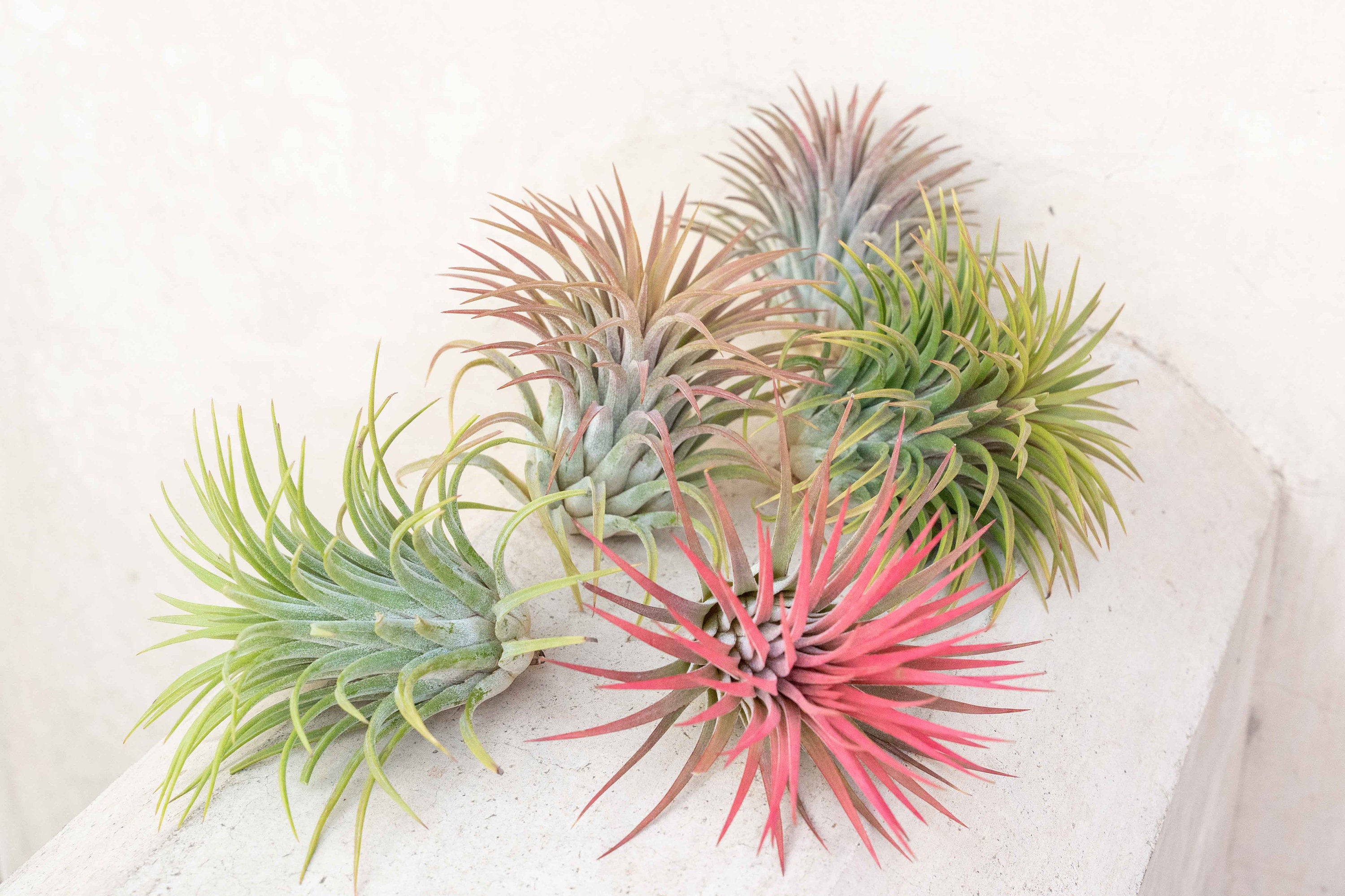 12 Pack of XL Tillandsia Ionantha Rubra Air Plants - 30 Day Air Plant Guarantee - FAST SHIPPING - Wholesale Air Plants - Air Plants Bulk