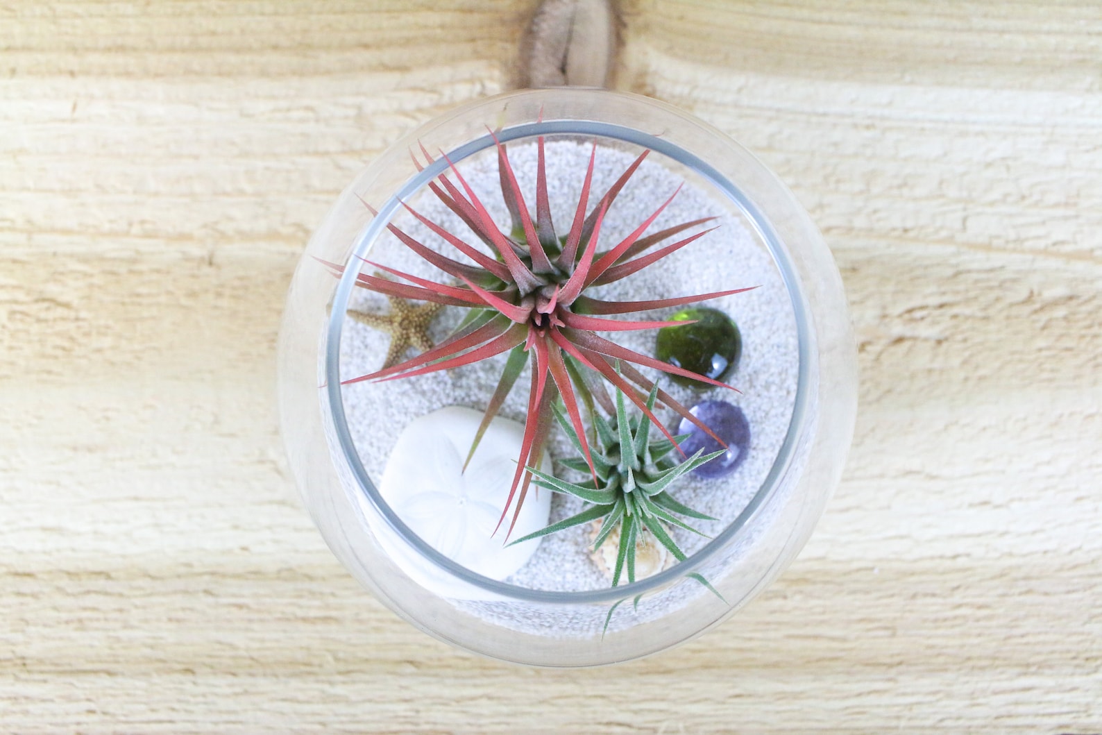 Pura Vida Air Plant Display Set of Two Perfect Air Plant Etsy