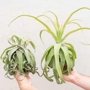 Jumbo Tillandsia Streptophylla Air Plants - Curly Specialty Variety - 30 Day Air Plant Guarantee - FAST SHIPPING