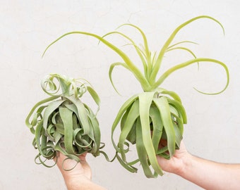 Jumbo Tillandsia Streptophylla Air Plants - Curly Specialty Variety - 30 Day Air Plant Guarantee - FAST SHIPPING