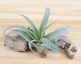 Capitata Peach Air Plants - 30 Day Air Plant Guarantee - FAST SHIPPING - Tillandsia Capitata Peach