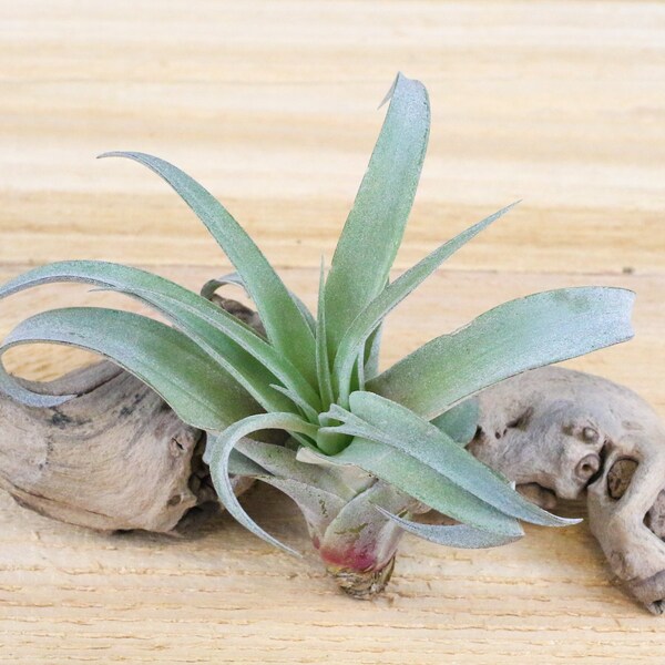 Capitata Peach Air Plants - 30 Day Air Plant Guarantee - FAST SHIPPING - Tillandsia Capitata Peach