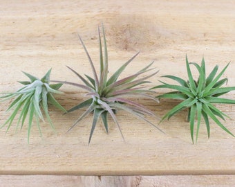 3 Pack of Ionantha Mexican Air Plants - 30 Day Air Plant Guarantee - Spectacular Blooms - Air Plants for Sale - FAST SHIPPING