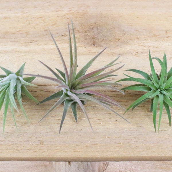 3 Pack of Ionantha Mexican Air Plants - 30 Day Air Plant Guarantee - Spectacular Blooms - Air Plants for Sale - FAST SHIPPING