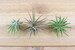 3 Pack of Ionantha Mexican Air Plants - 30 Day Air Plant Guarantee - Spectacular Blooms - Air Plants for Sale - FAST SHIPPING 