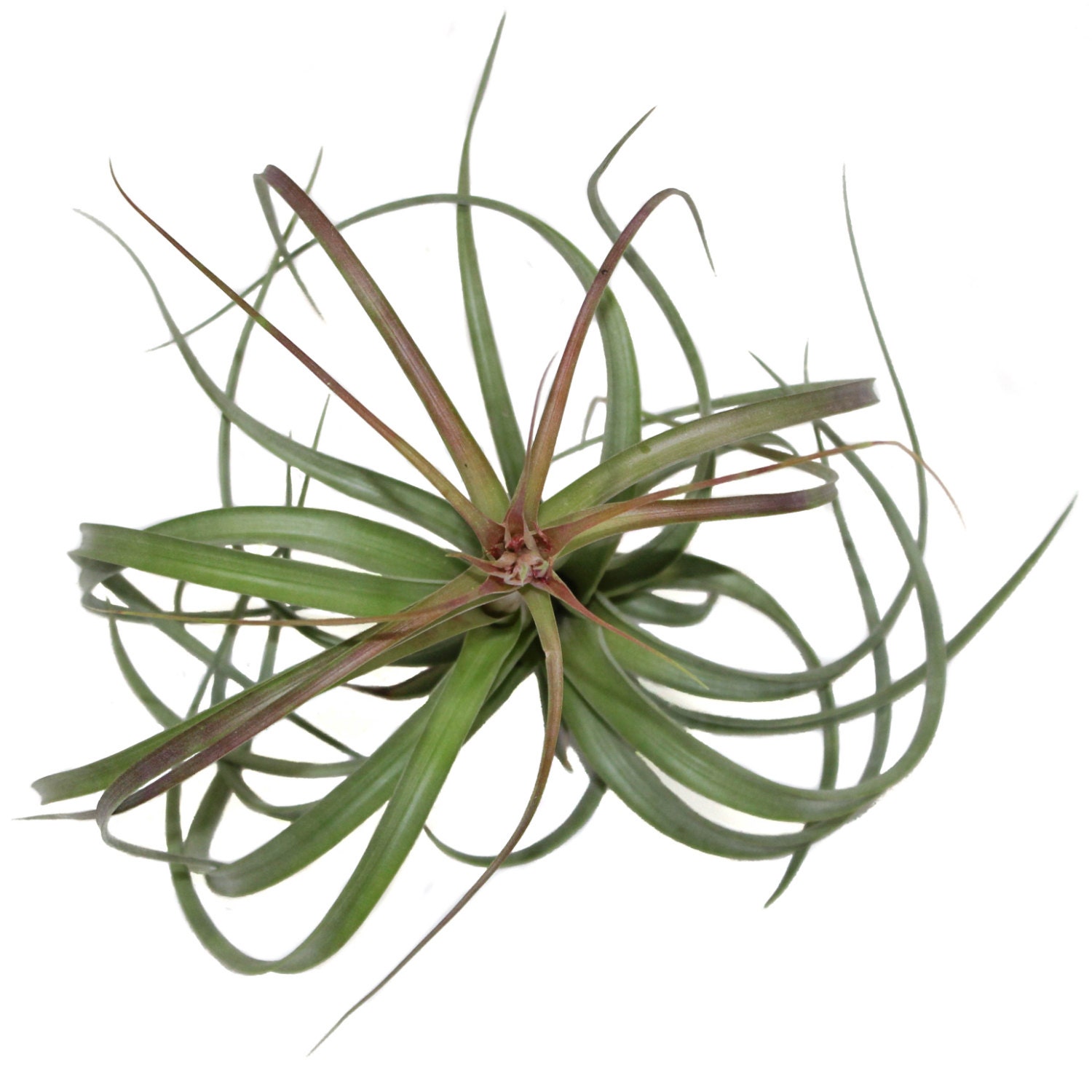 Large Air Plants Heather's Blush Air Plants 30 Day Air Etsy