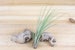 Juncea Air Plants - 30 Day Air Plant Guarantee - Modern Home Decor - Fast Shipping - Air Plants for Sale - FAST SHIPPING 