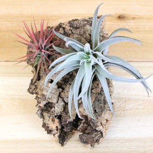 Vertical Garden Display - Natural Cork Bark with 2 Air Plants - 4 X 6 Inches - 30 Day Air Plant Guarantee - FAST SHIPPING