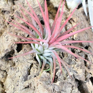 Ionantha Mexican Air Plant - 30 Day Air Plant Guarantee - Spectacular Blooms - Air Plants for Sale - FAST SHIPPING