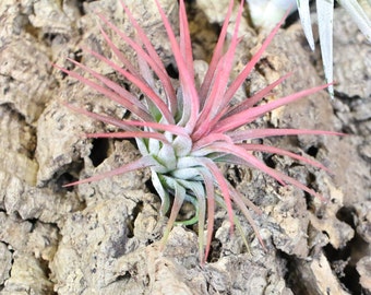 Ionantha Mexican Air Plant - 30 Day Air Plant Guarantee - Spectacular Blooms - Air Plants for Sale - FAST SHIPPING