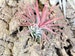 Ionantha Mexican Air Plant - 30 Day Air Plant Guarantee - Spectacular Blooms - Air Plants for Sale - FAST SHIPPING 