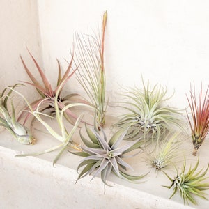 10 Pack Premium Grab Bag of Medium + Large Air Plants + Fertilizer Packet - 30 Day Guarantee - Beautiful When They Bloom - FAST SHIPPING