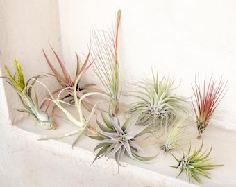 10 Pack Premium Grab Bag of Medium + Large Air Plants + Fertilizer Packet - 30 Day Guarantee - Beautiful When They Bloom - FAST SHIPPING