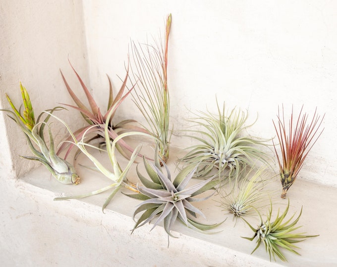 Tillandsia bulbosa Tiny Dancer 速達発送 Tillandsia Bulbosa- 