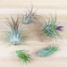 see more listings in the Wholesale Air Plants section