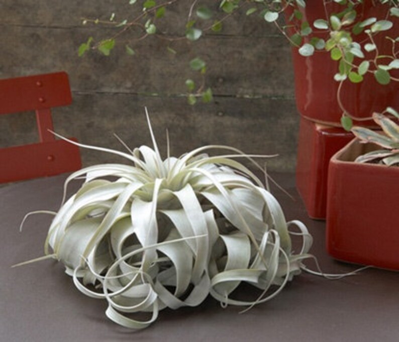 Medium Xerographica Air Plant the Queen of Air Plants 30 Etsy