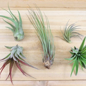 May include: An assortment of air plants, including varieties with long, thin leaves and others with broader, spiky foliage. The plants display shades of green and red, set against a light-colored wooden surface.