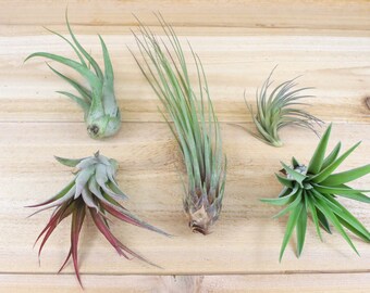 Set of 5 Classic Air Plants + Fertilizer Packet 30 Day Air Plant Guarantee - Beautiful When They Bloom - FAST SHIPPING