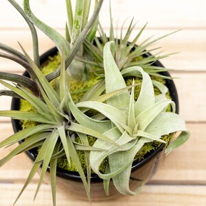 6 Pack Large Fully Assembled Air Plant Bowl Garden 30 Day Guarantee Wholesale Air Plants FAST SHIPPING image 2