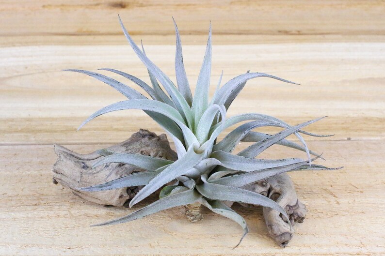 12 Pack Of Large Harrisii Air Plants Big 5 7 Inches 30 Day Etsy 12 Pack Of Large Harrisii Air Plants Big 5 7 Inches 30 Day Etsy
