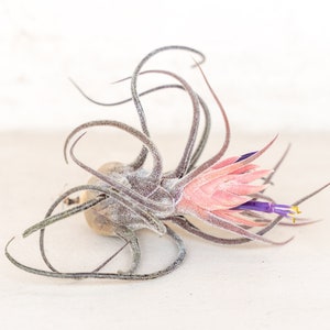 Plantes aériennes Tillandsia Pruinosa - Garantie de 30 jours pour les plantes aériennes - Fleurs spectaculaires - Plantes aériennes - EXPÉDITION RAPIDE