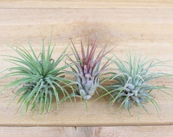 Collection of 9 Air Plants -Mexican(3), Fuego(3), Guatemalan(3) - Spectacular Blooms - 30 Day Guarantee on all air plants - FAST SHIPPING