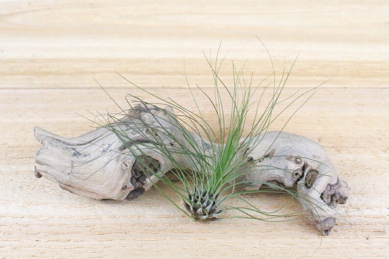 AirPlantShopCom Tillandsia Filifolia Air Plant - Thumbnail 2