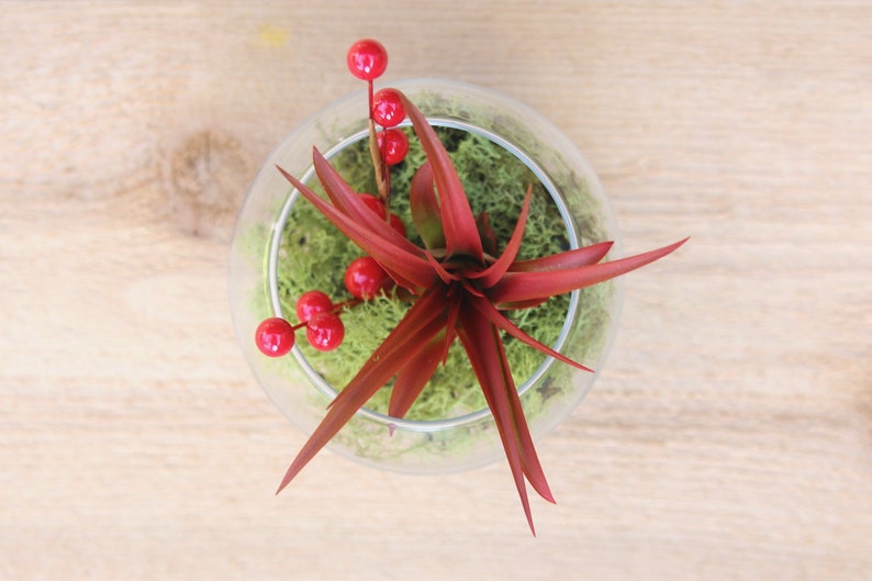 Festive Terrarium with Green Reindeer Moss, Berry Sprig, and a Red Abdita Air Plant 30 Day Guarantee Fast Shipping imagem 2