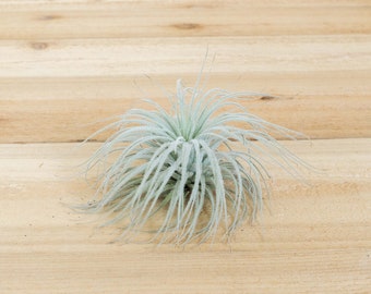 Rare Tillandsia Tectorum Ecuador Air Plant - Large Size - 30 Day Guarantee - FAST SHIPPING