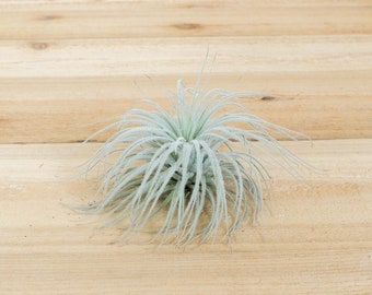 Rare Tillandsia Tectorum Ecuador - Large Size - 30 Day Air Plant Guarantee - Exotic and Rare tillandsia air plant - FAST SHIPPING